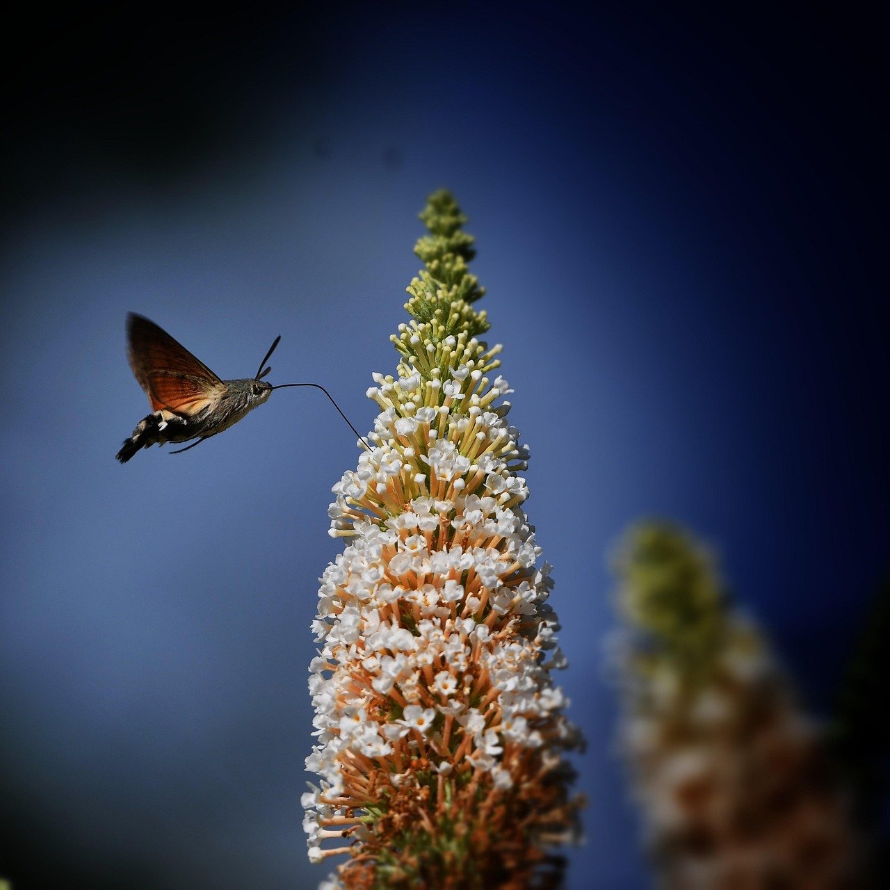 découvrez le réflexe moro, un réflexe de protection inné chez les nourrissons. apprenez son rôle essentiel dans le développement des bébés et comment il se manifeste au cours des premiers mois de la vie.
