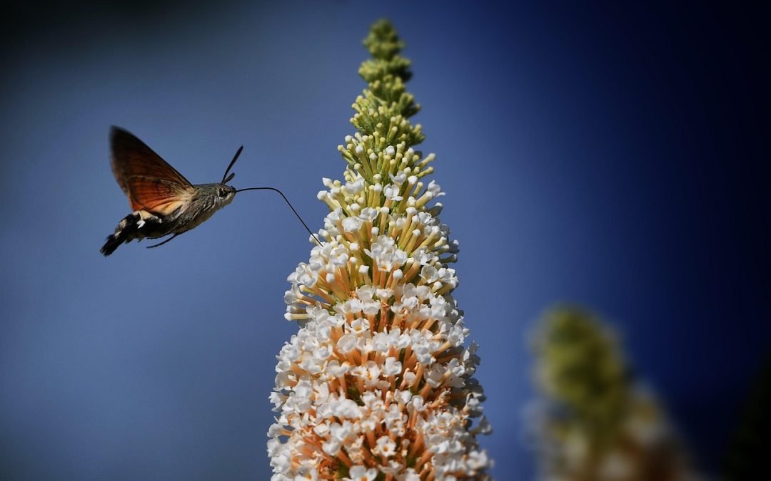 Comprendre le réflexe de Moro chez les enfants autistes