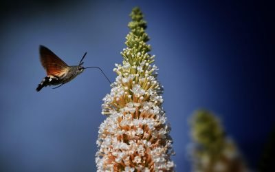 Comprendre le réflexe de Moro chez les enfants autistes