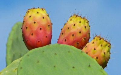 Comprendre le réflexe de Moro chez l’adulte : un regard sur ses implications