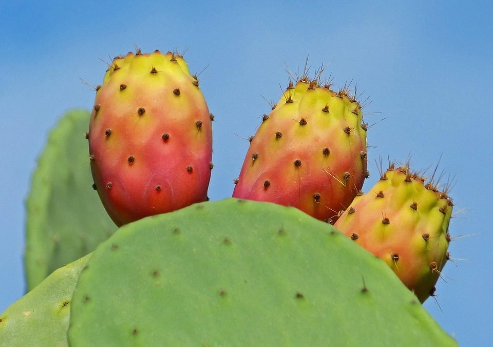 Comprendre le réflexe de Moro non intégré chez l’adulte : enjeux et solutions