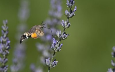 Comprendre le réflexe de Moro chez l’adulte : causes et conséquences