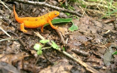 L’impact de l’EFT sur la dépression : témoignages et études