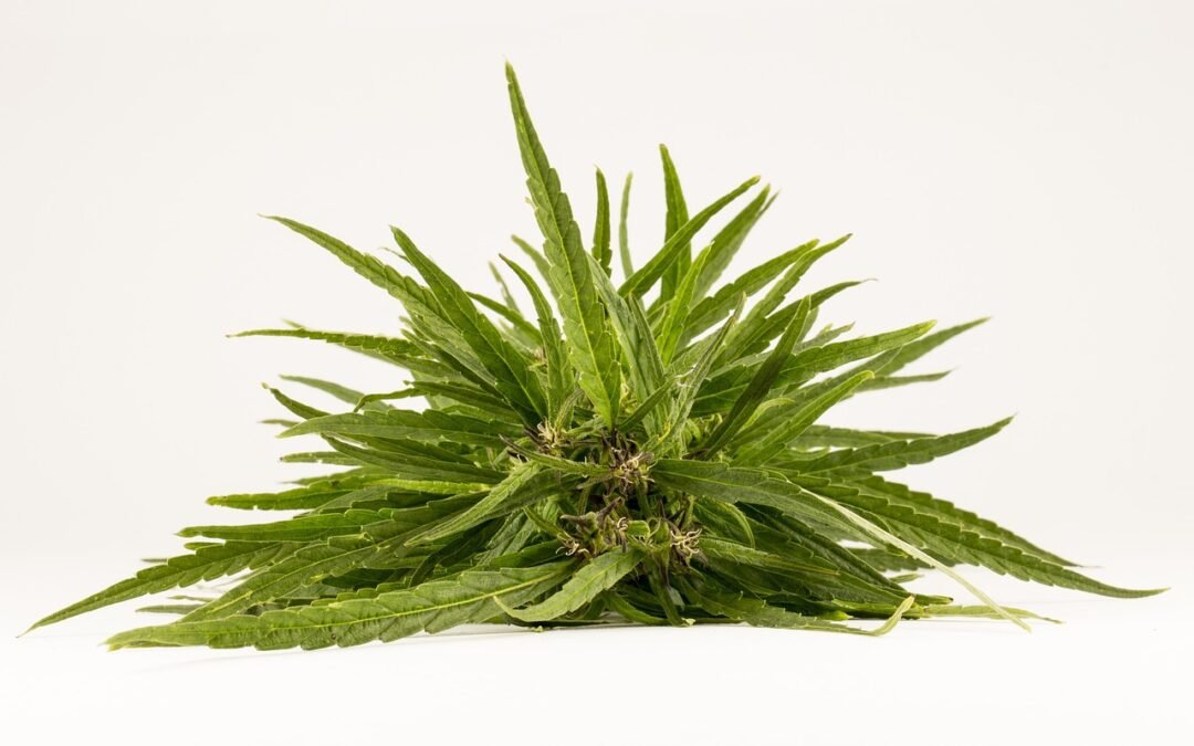 Comprendre l&rsquo;addiction selon Gabor Maté : causes et solutions possibles