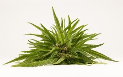 Comprendre l’addiction selon Gabor Maté : causes et solutions possibles