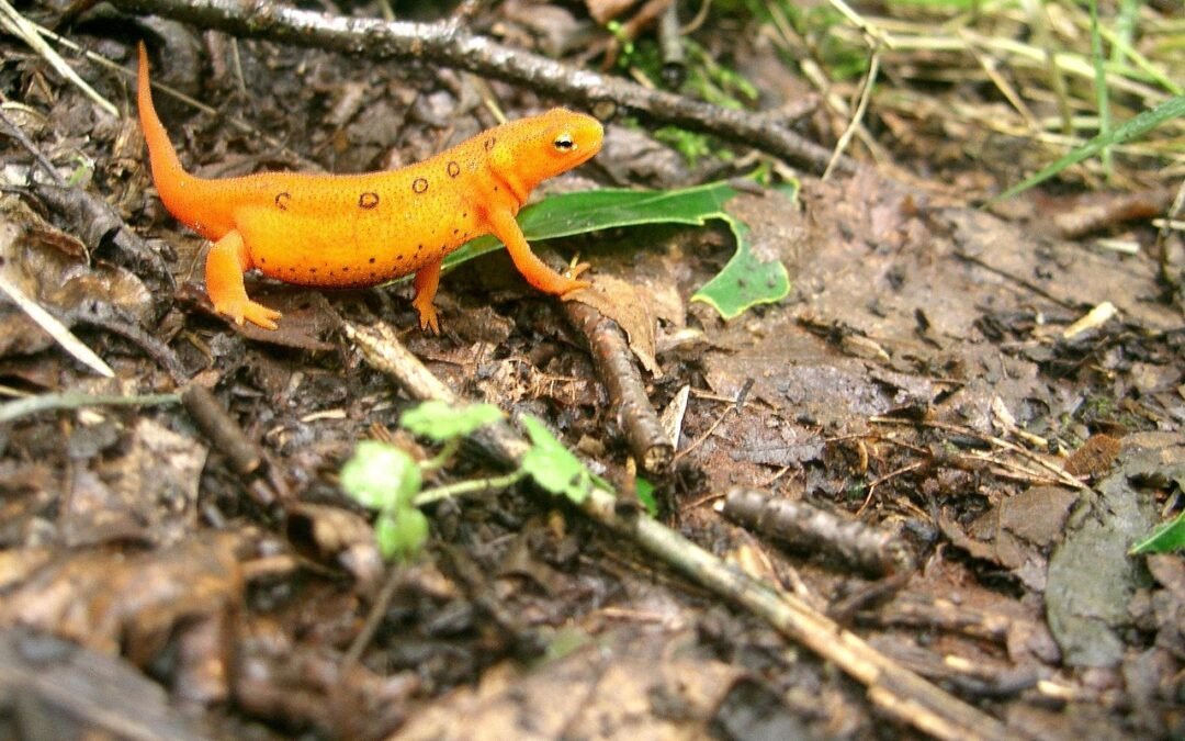 EFT et dépression : Comment la technique peut transformer votre bien-être ?