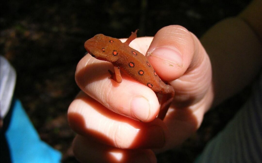 Eft technique : comment cette méthode peut transformer votre bien-être ?