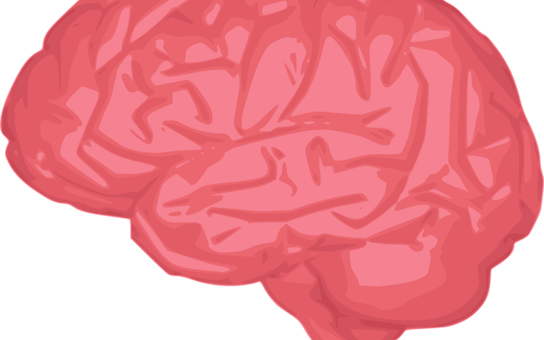 Comment fonctionne le cerveau humain : compréhension des processus cognitifs